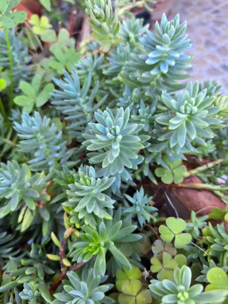Pianta Sedum 'Talenon' - Sedum rupestre