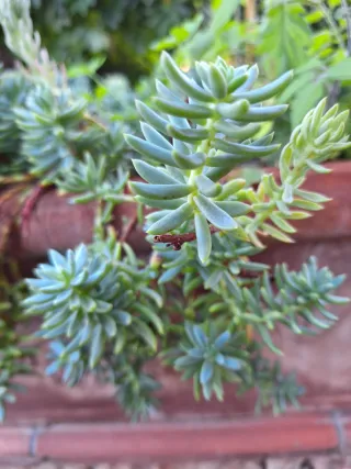 Pianta Sedum 'Talenon' - Sedum rupestre