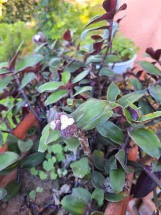 Talee di Tradescantia da interrare