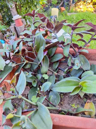 Talee di Tradescantia da interrare