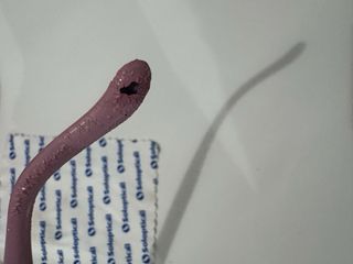 Gafas de sol Soloptical lila