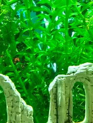 Plantas de acuario Elodea.