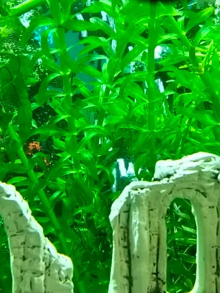 Plantas de acuario Elodea.