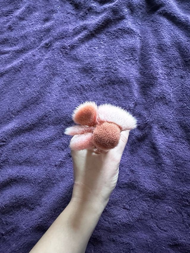 Pack 5 Brochas Maquillaje Unicornio Rosas