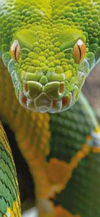 Victorinox Climber Serpiente