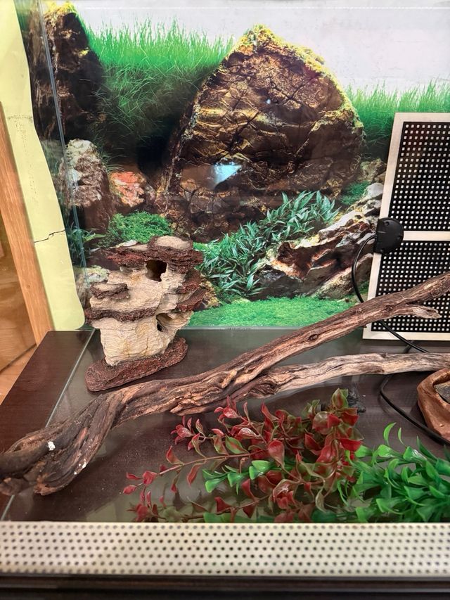 Terrario de cristal para reptiles