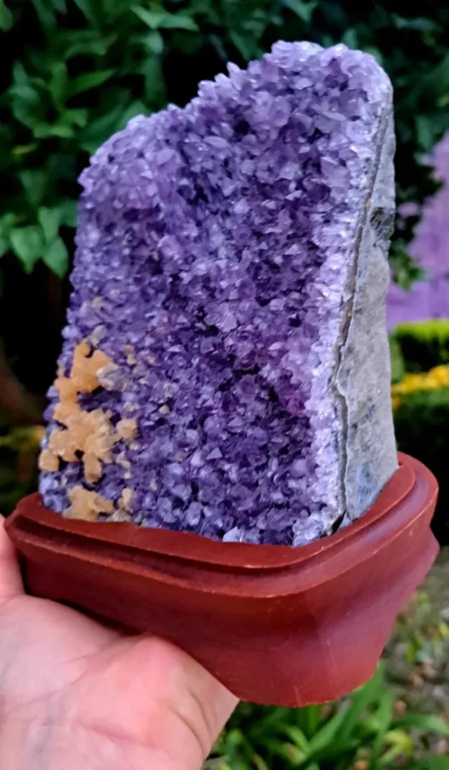 GEODA DI AMATISTA (1,8kg)