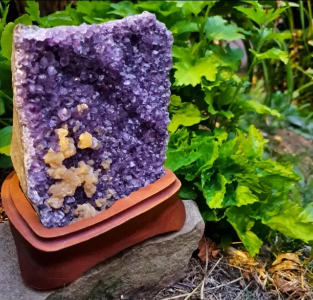 GEODA DI AMATISTA (1,8kg)