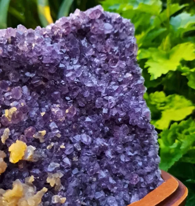 GEODA DI AMATISTA (1,8kg)