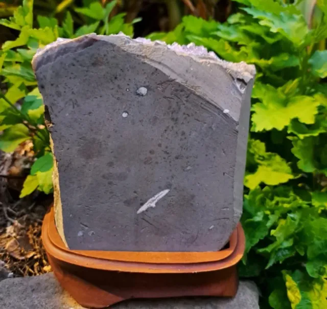 GEODA DI AMATISTA (1,8kg)