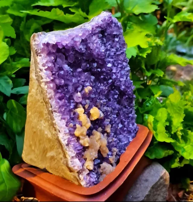 GEODA DI AMATISTA (1,8kg)