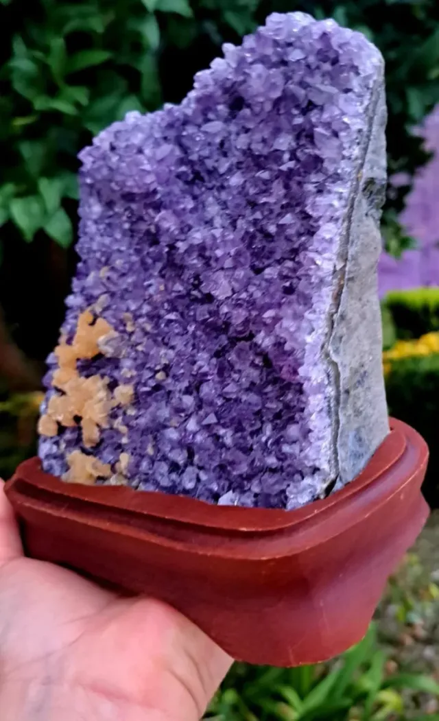 GEODA DI AMATISTA (1,8kg)