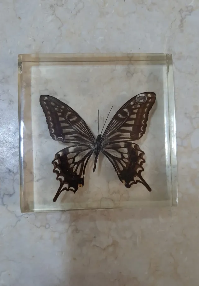 Fermacarte farfalla vera in resina