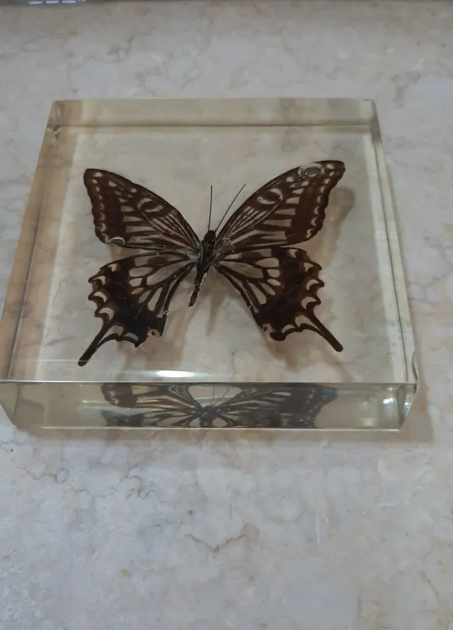 Fermacarte farfalla vera in resina