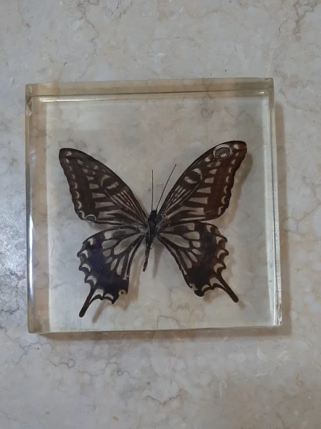Fermacarte farfalla vera in resina