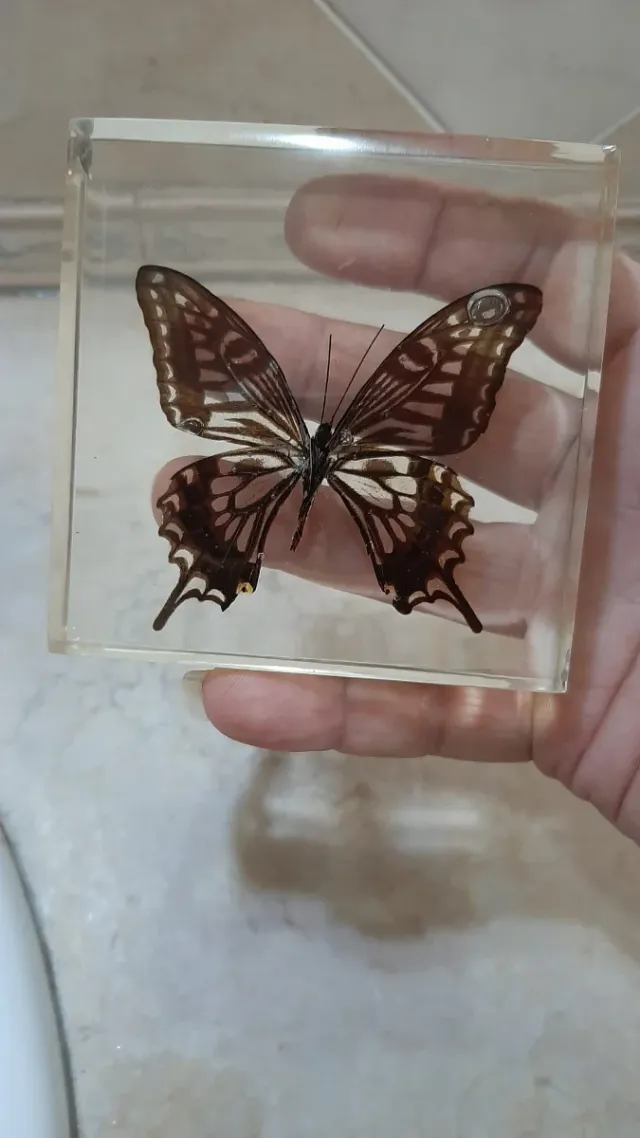 Fermacarte farfalla vera in resina