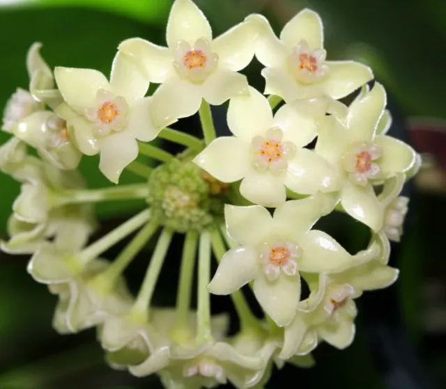 Pianta Hoya Polystachya