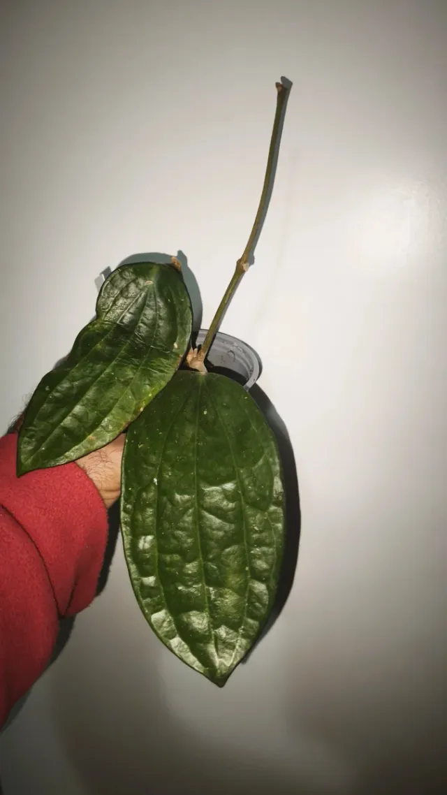 Pianta Hoya Polystachya