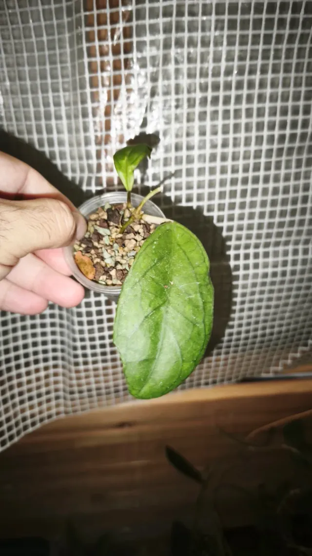 Hoya Golden Eye pianta