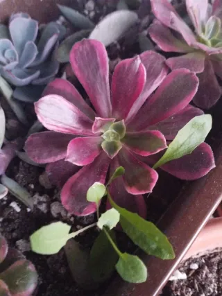 Aeonium Edén variegada.