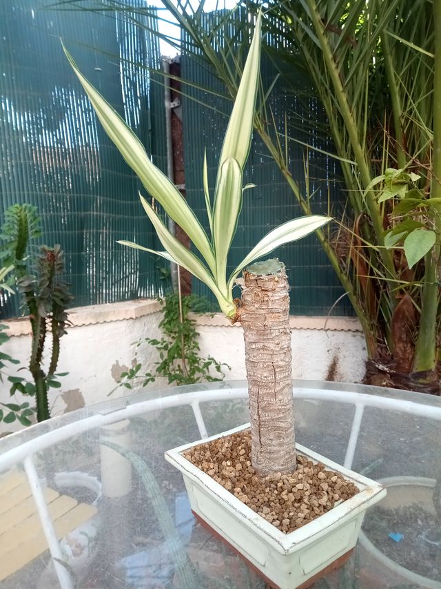 Bonsái Yuca Bicolor