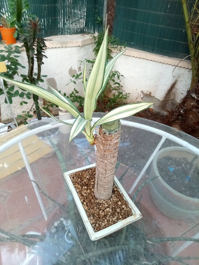 Bonsái Yuca Bicolor