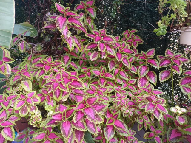 Maceta Coleo o Cretona