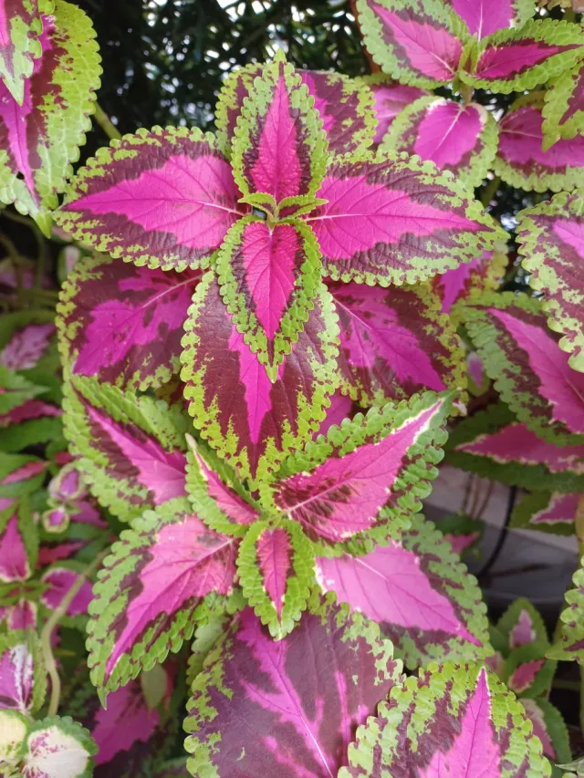 Maceta Coleo o Cretona