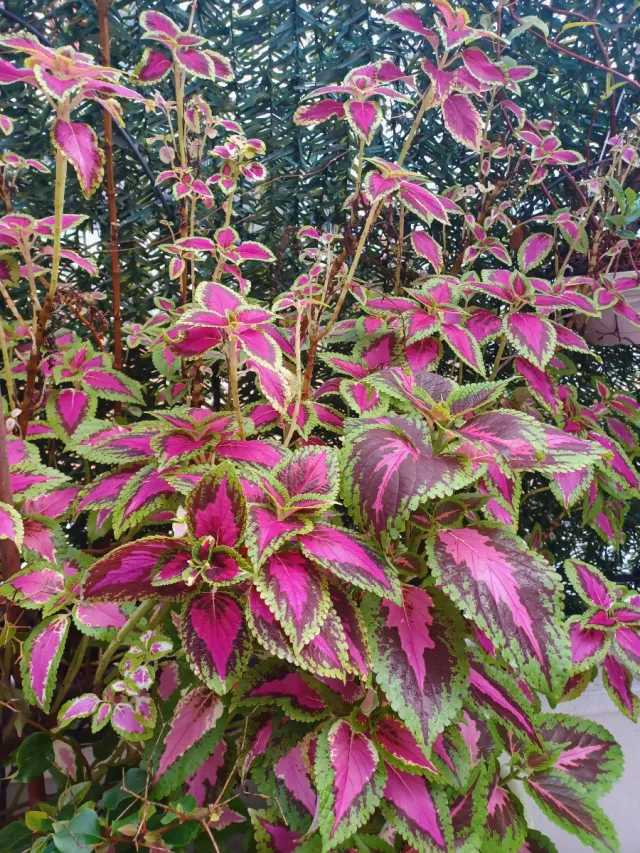 Maceta Coleo o Cretona