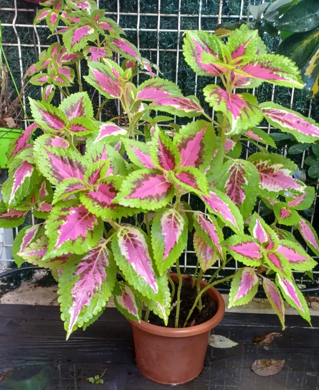 Maceta Coleo o Cretona