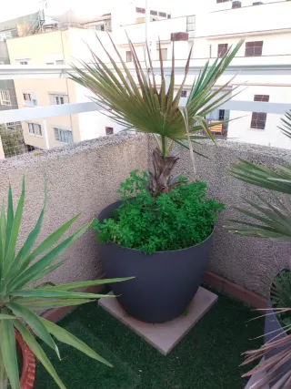Palmera en maceta grande