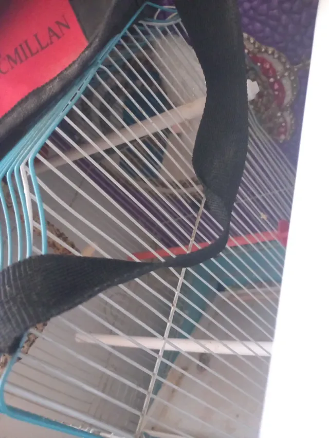 Jaulas para pájaros