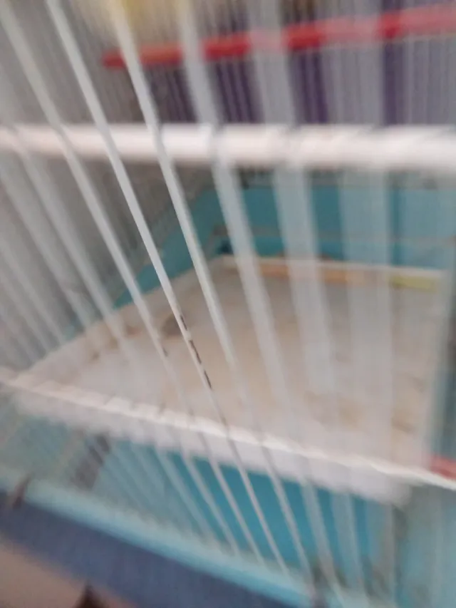 Jaulas para pájaros