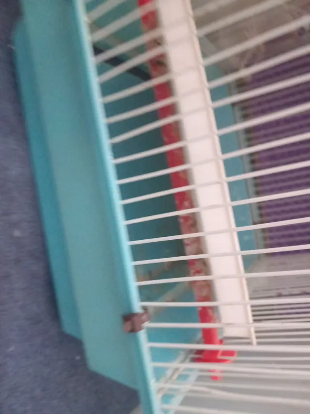 Jaulas para pájaros