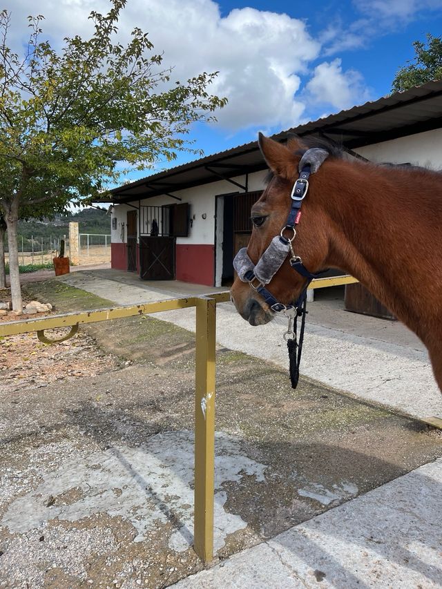 Pack Sudadero EQUESTRIAN STOCKHOLM -LEMIEUX