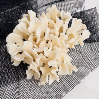 Coral Marino Natural 10 x 7 com