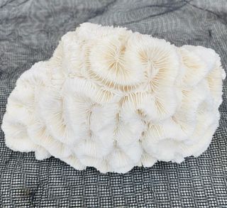 Coral Marino Natural  18  .  12  ctm