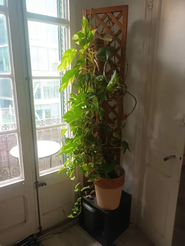 Planta Potos XL Grande