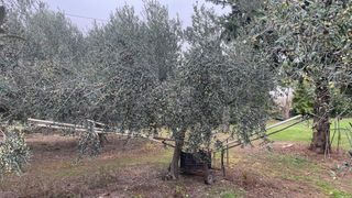 Carretilla paraguas recogida aceitunas