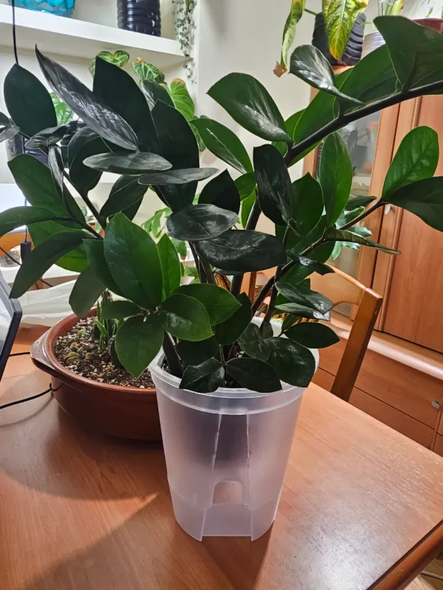 Maceta autorriego transparente 18cm