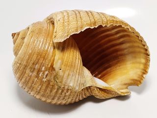 Conchiglia marina grande Tonna Galea 17x12 cm