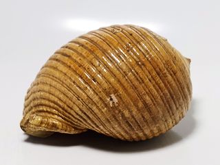 Conchiglia marina grande Tonna Galea 17x12 cm