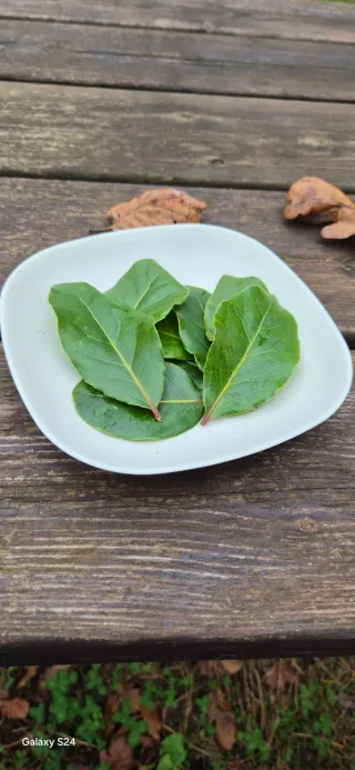 50 foglie di alloro fresche