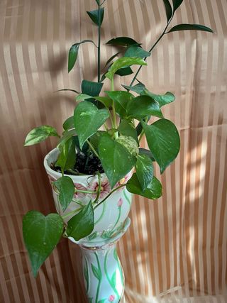 Cortinas beige 260x230 cm