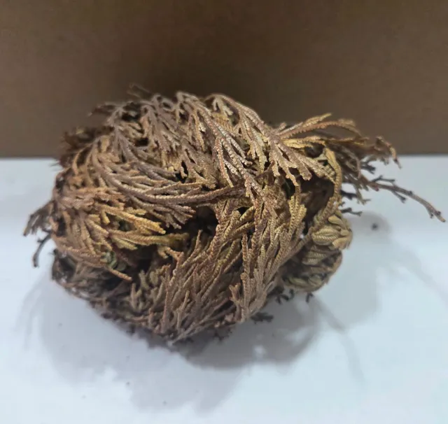 Rosa de Jericó planta seca