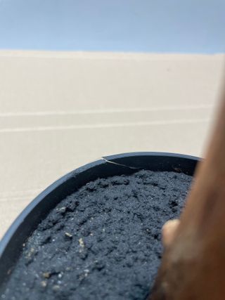 Olivo Artificial 150cm