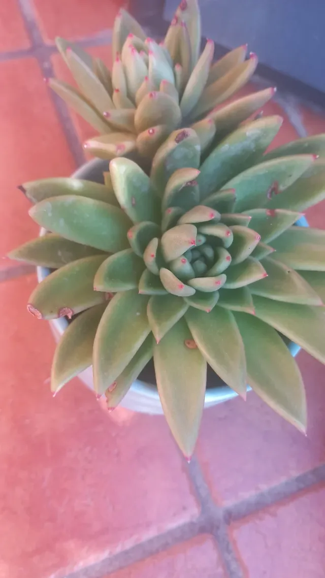 Pianta grassa Echeveria