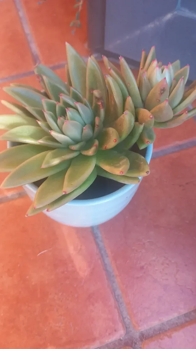 Pianta grassa Echeveria