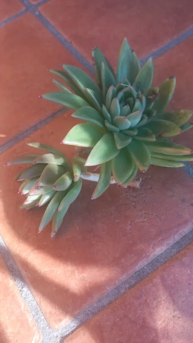 Pianta grassa Echeveria