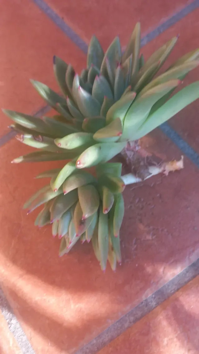 Pianta grassa Echeveria